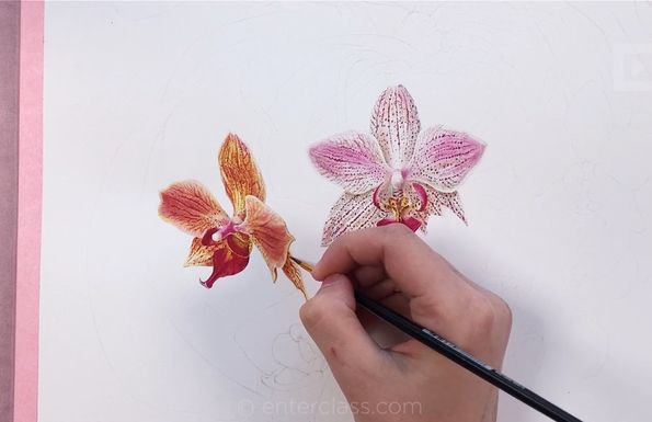 Орхидея. Ботаническая иллюстрация акварелью - Ширб_0.jpg